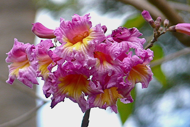 Tabebuia serratifolia  Amérique Tropicale
