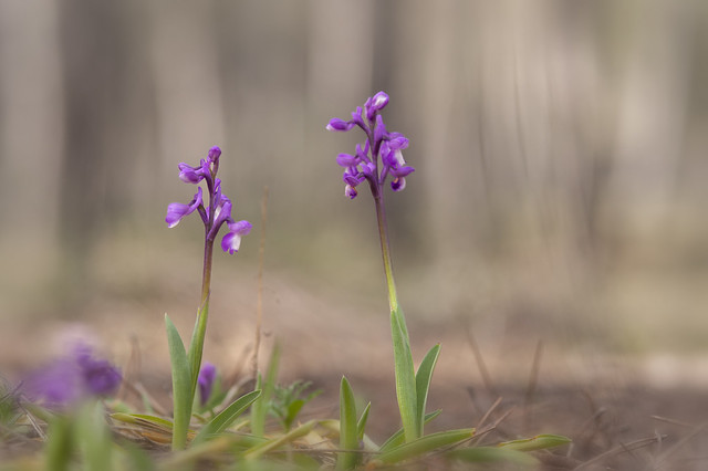 Anacamptis champagneusii /Orchis champagneusii