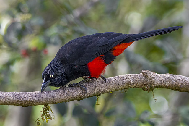 Endemic Red-bellied Grackle