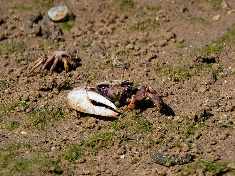 European Fiddler Crab (Uca tangeri), Portugal-350_0143-bewerkt