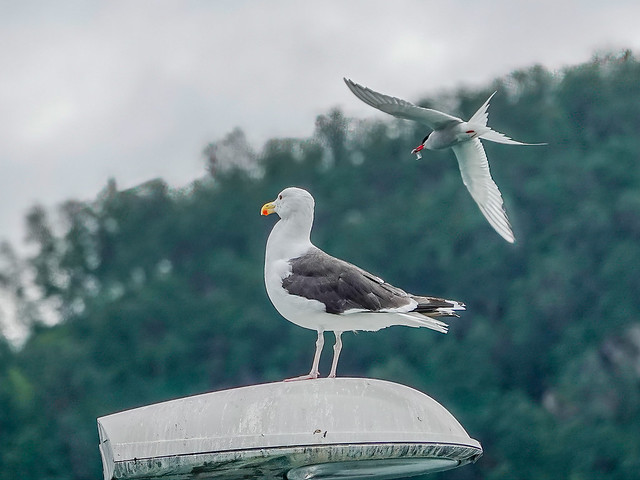 Tern harassing a Greater Black-backed Gull.