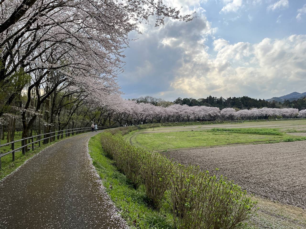 【高麗】巾着田の満開の桜 お花見ハイキング