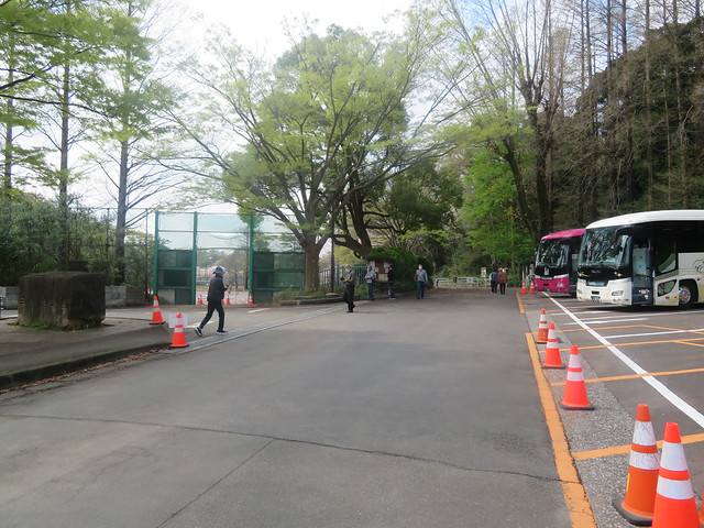 横浜桜散歩(12)三ッ池公園 2023.3.30
