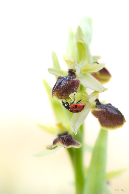 Coccinelle sur ophrys de mars