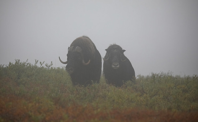 Muskox Bull And Cow