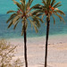 Palms on the beach, French Riviera