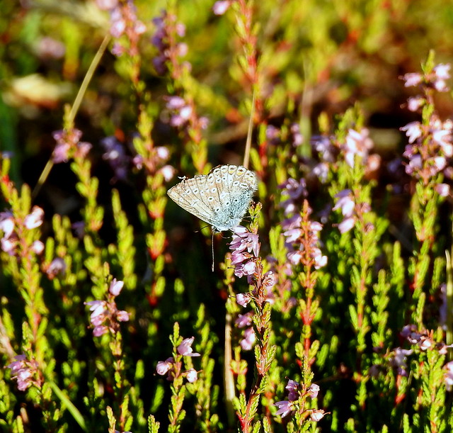 Small Blue In Our Lake Highland - Denmark