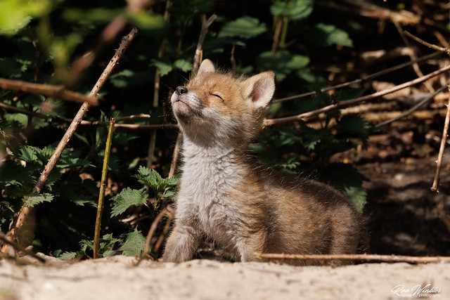 Red fox cub enjoying the sunshine (Vulpes vulpes) Vos