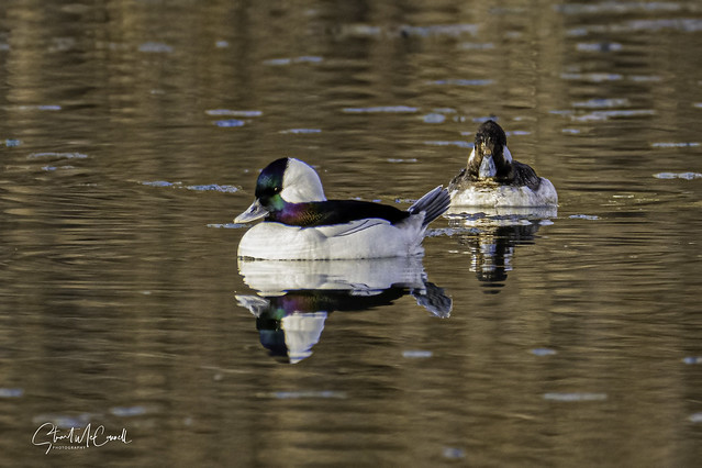 Buffleheads on a pond