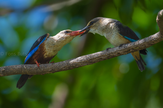Grey-headed Kingfisher passing food to youngster