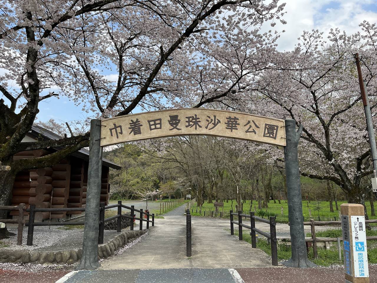 【高麗】巾着田の満開の桜 お花見ハイキング