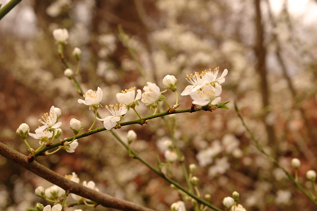 30. März 2023 - Blüten im heimischen Garten