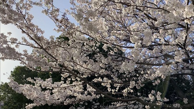 金沢市民芸術村の桜