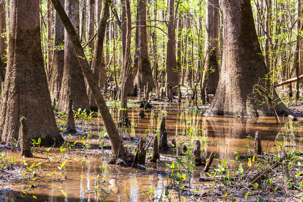 Bald Cypress Forest in Congaree National Park