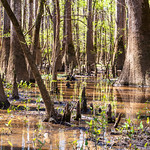 Bald Cypress Forest in Congaree National Park This photo is from the boardwalk trail in Congaree National Park. Here, the trail goes through a forest of Bald Cypress trees, rising up to 120 feet above the swamp. These aren&#039;t the particularly large ones, but still a sight to see, especially with the &amp;quot;knees&amp;quot; coming out from the water for a root system that provides extra support. 