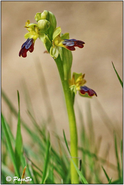 Ophrys fusca  (silvestre)