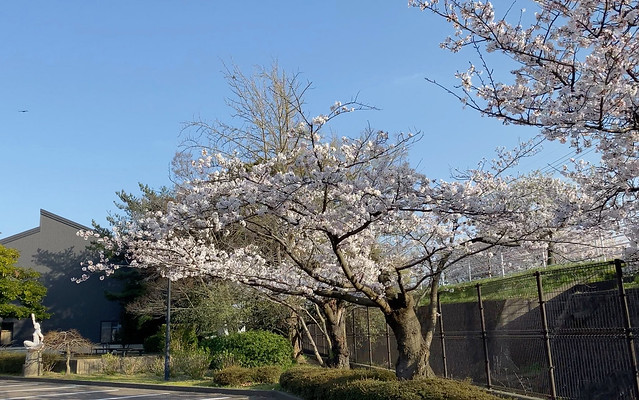 金沢市民芸術村の桜