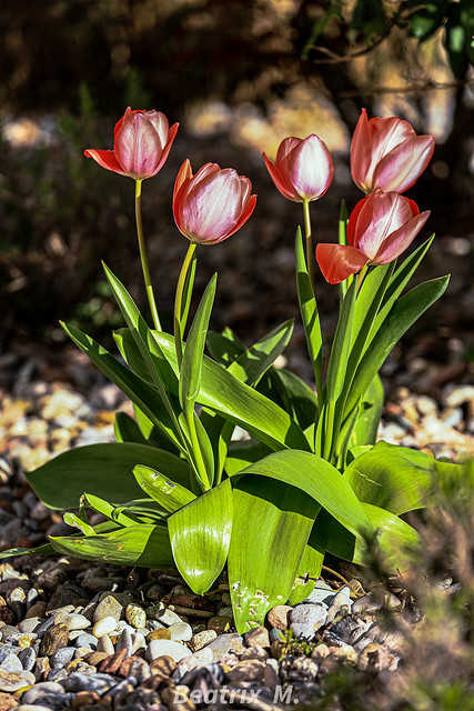 Die ersten Tulpen im Vorgarten