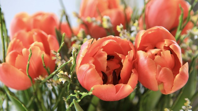 Tulpen - tulip
