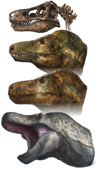 Renderings of a Tyrannosaurus rex