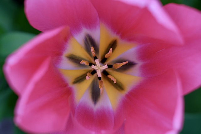 Close up of a pink tulip at the Keukenhof, Netherlands