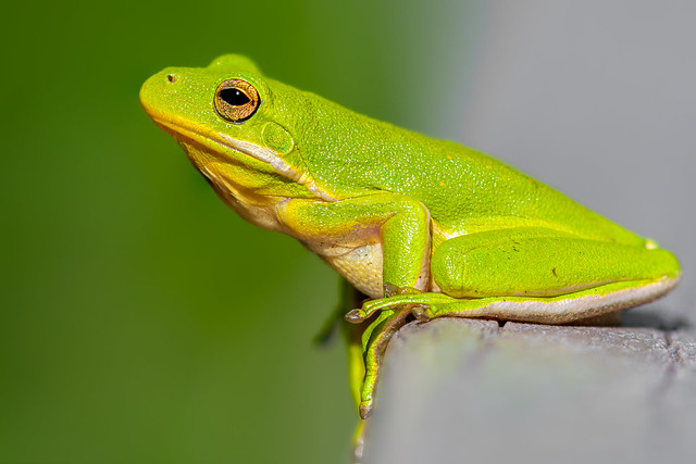Huntley Measows Green Tree Frog 8-16-22
