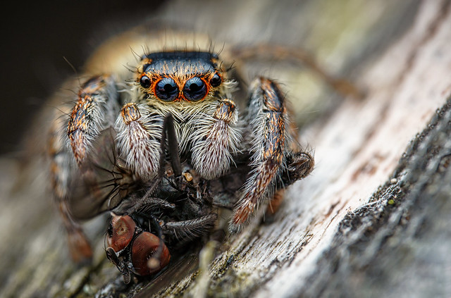Jumping spider (Carrhotus xanthogramma) with prey