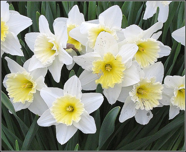 Narcissus jonquilla .