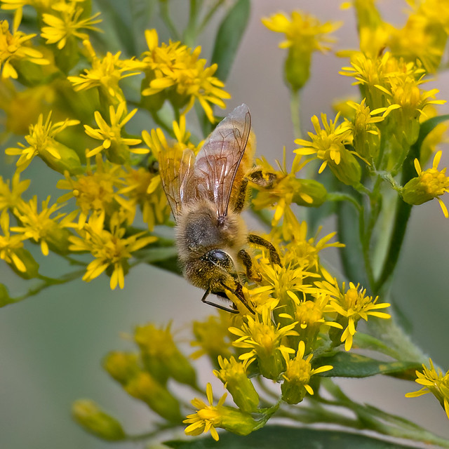 Western Honey Bee (Apis mellifera) - 20220827-02