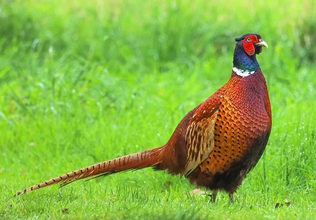 Pheasant at Ness Gardens, Wirral.