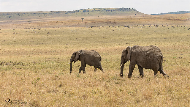 Elephants in Masai Mara typical landscape