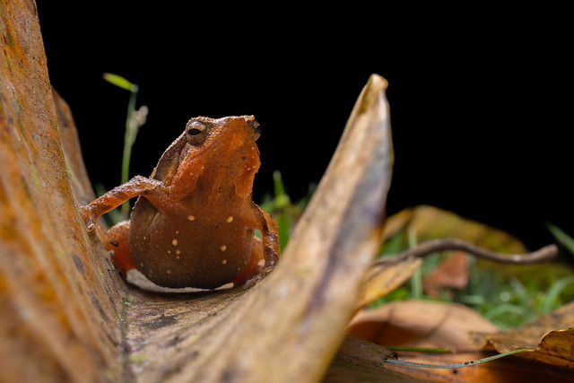 Striped Sticky Frog - Kalophrynus interlineatus