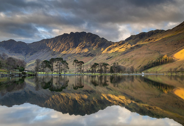 Buttermere pines 23