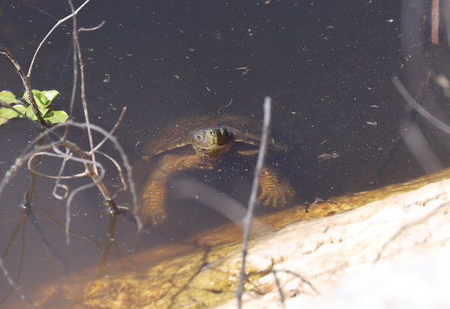 Spanish pond turtle (Spanish pond turtle / Mauremys leprosa)