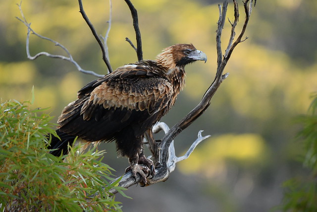 Wedge-tailed Eagle (Aquila audax), Worlds End Gorge, Australia