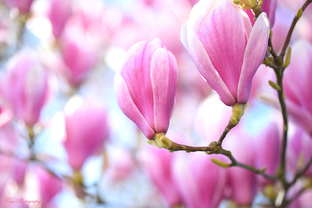 Spring... magnolia...
