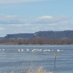 Swans Wabasha County, Minnesota