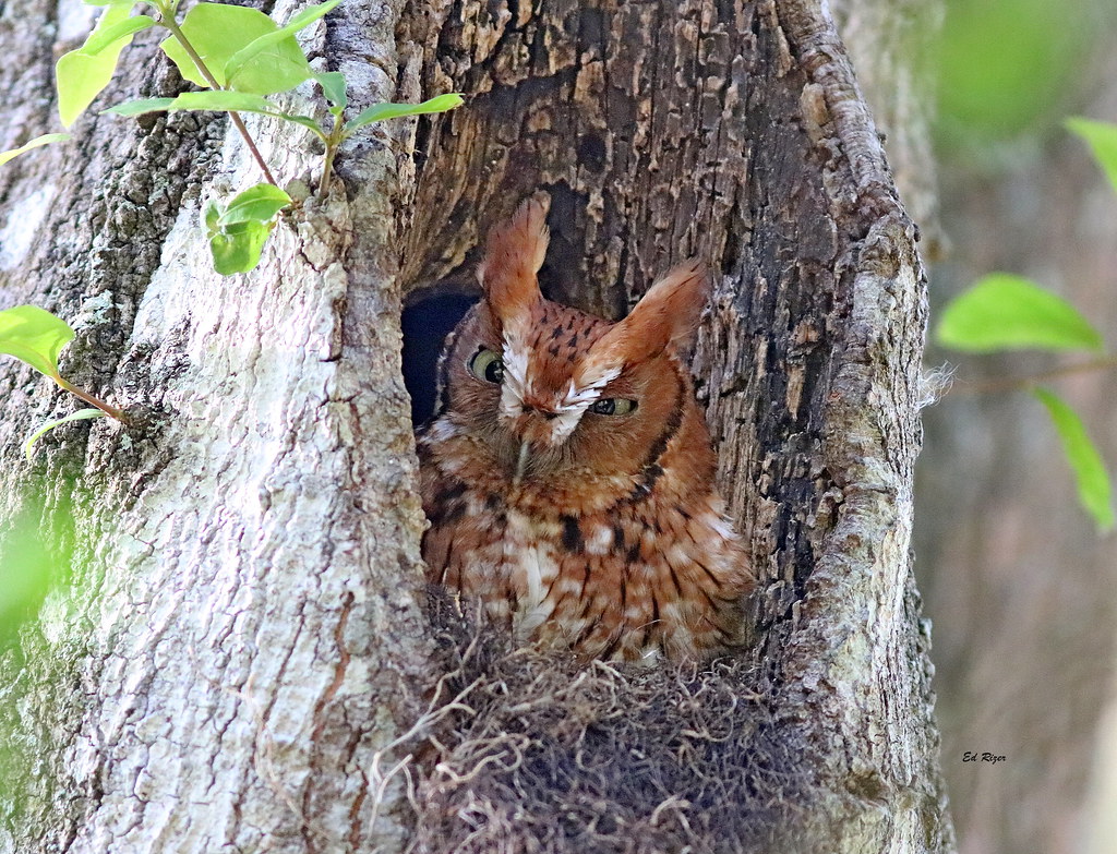 Hey !! You kids get off of my lawn! EASTERN SCREECH OWL, red morph. The beauty Of God's Creation in Lakeland Florida USA 3/31/23