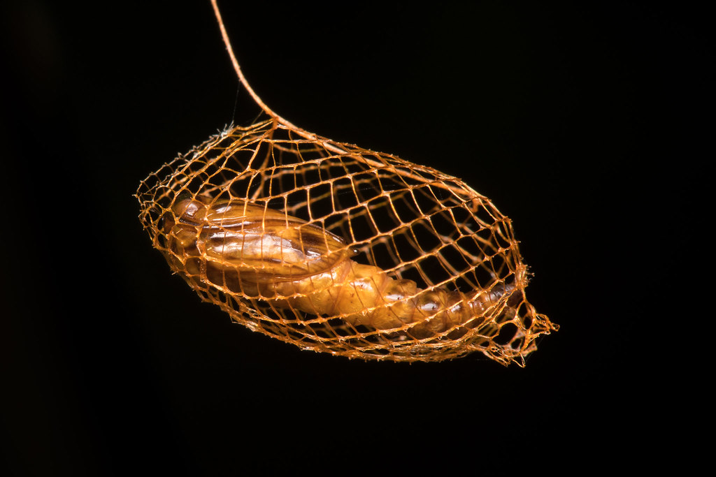 A golden cage cocoon (Urodidae moth)