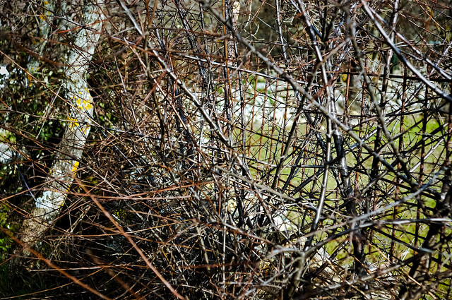 Tangled fence and branches