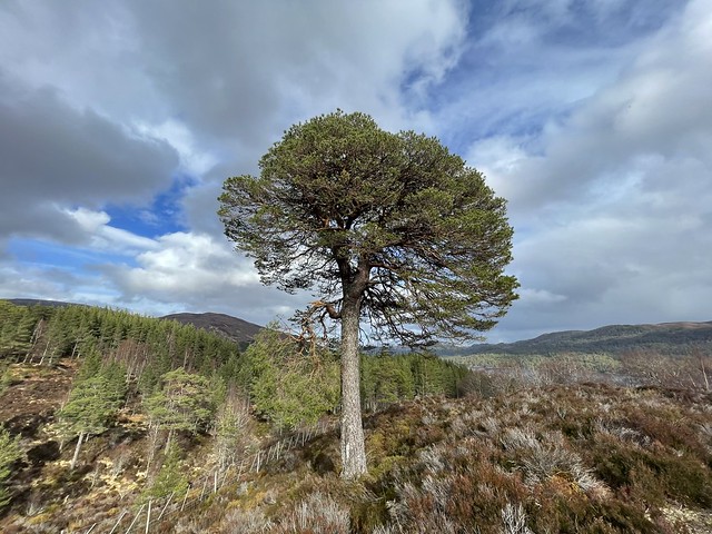 Scot’s Pine standing proud, Glen Affric, Scotland