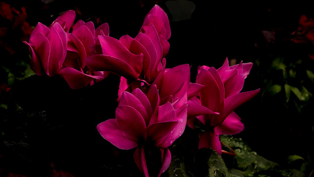 Pink Cyclamen after the rain