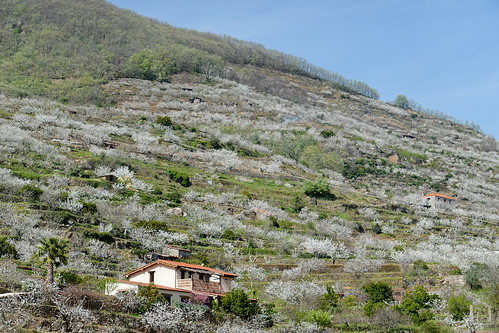Re: Cerezos en flor en el Valle del Jerte - Norte de (5)