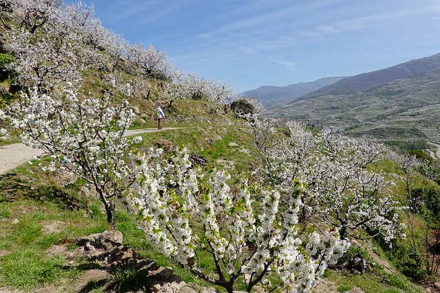 Re: Cerezos en flor en el Valle del Jerte - Norte de (2)