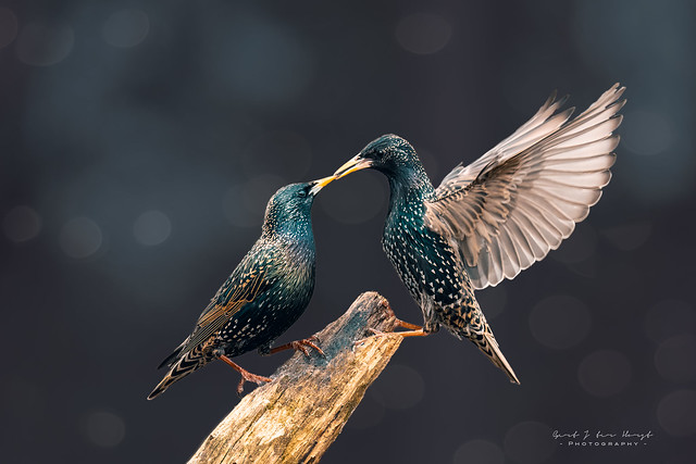 Starling couple