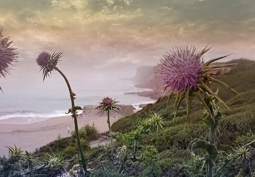 davenport california ca usa landscape westcoast coast shore beach bonnydoonbeach cliff thistle flower purple mist water sand view ocean pacific pacificocean plant sony