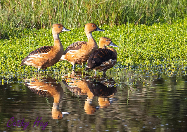 Fulvous Whistling-ducks at Lafitte's in Galveston TX.       _22A4566.jpg