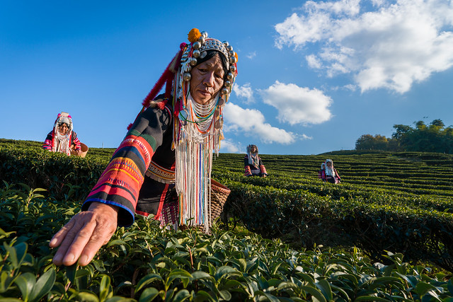 Akha Tribal Women Harvesting Tea Leaves in Mae Salong, Thailand