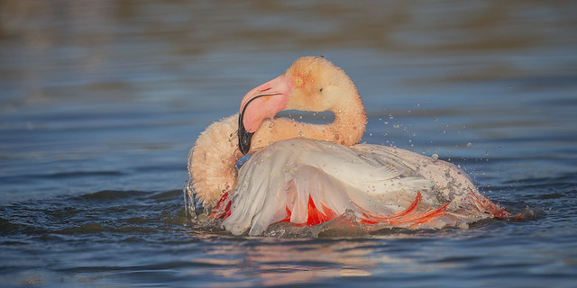 Bath Time - Greater Flamingo In Explore April 3/23