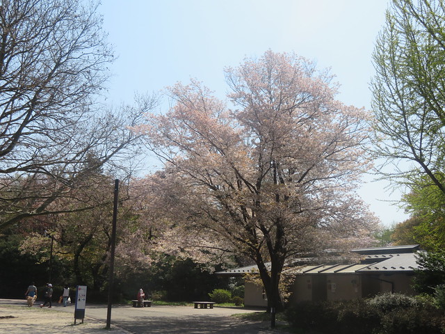 東京桜散歩(9)昭和記念公園 2023.4.1